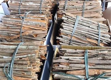 Van Yen elevates the status of cinnamon trees