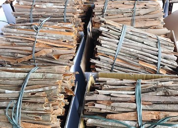 Văn Yên nâng cao vị thế cây quế