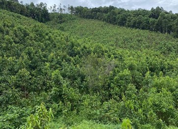 Đặc sản Quế Văn Yên, Yên Bái